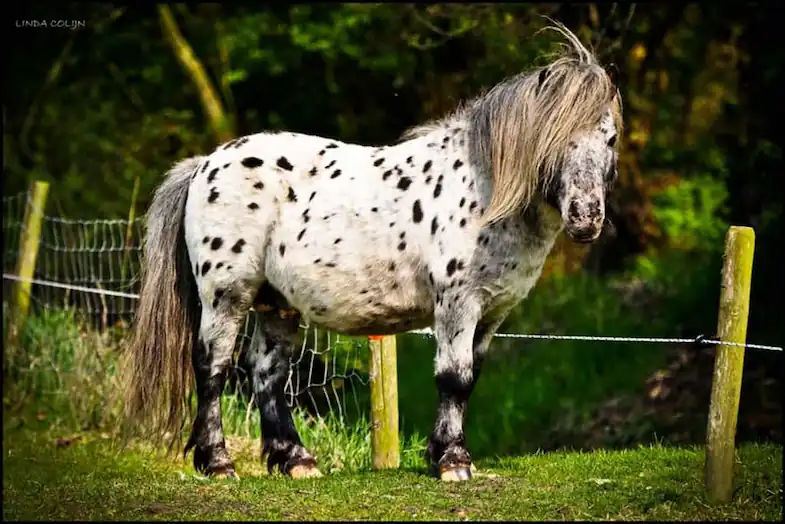 The British Spotted Pony is one of the oldest spotted breeds in the world