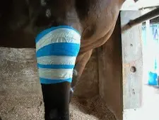 Coconut oil has anatomical properties so can help to treat wounds in horses