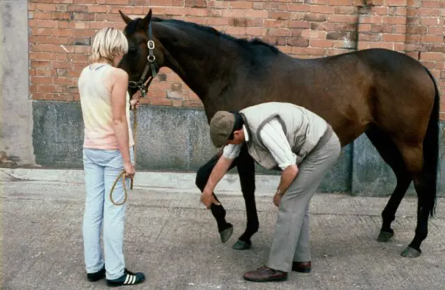 Your veterinarian will carry out a detailed examination to diagnose the cause of your horse's lameness