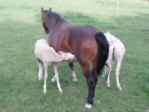 Very occasionally horses will have twins