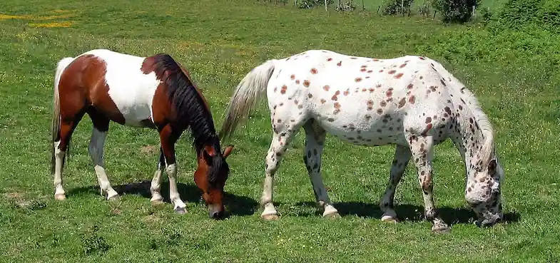 What's the best horse breed for you