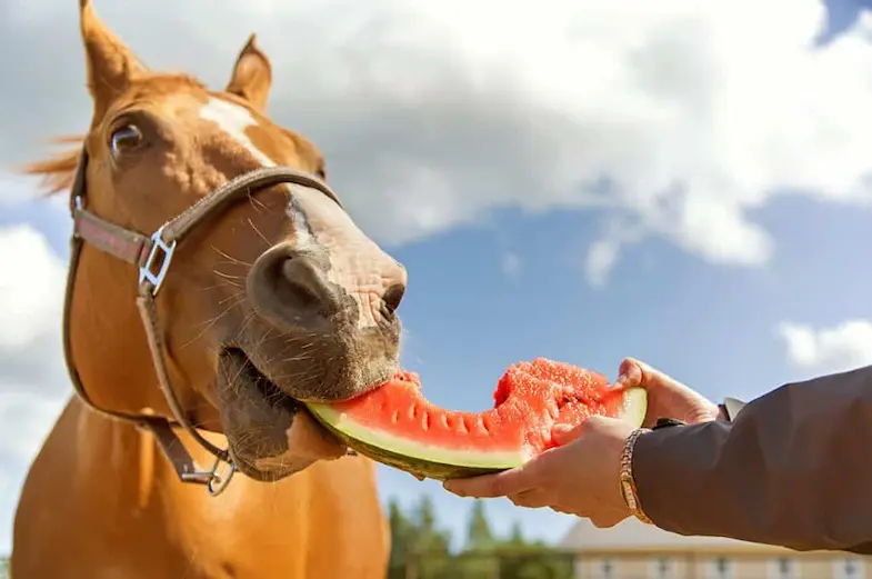 Horses like to eat the rind of watermelons too