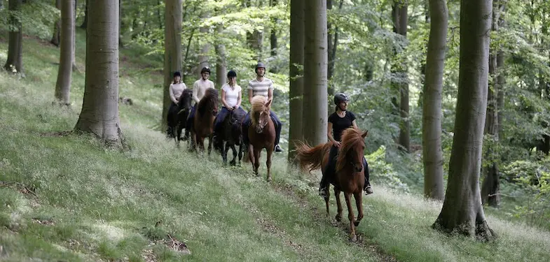 Group rides are a great way for you and your horse to make new friends