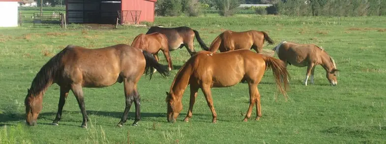 Horses need to be able to graze