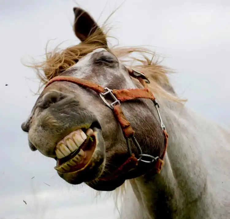 Horses often show their teeth when they shake