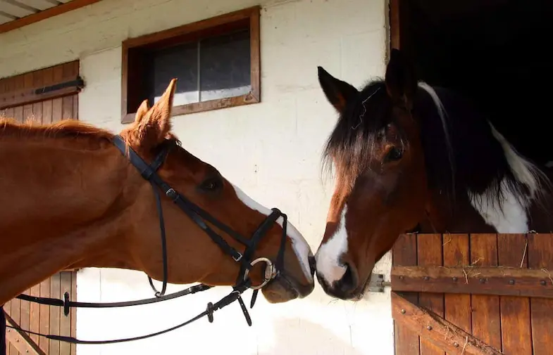 Horses 'kiss' each other by sharing air