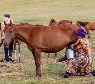 The most unusual horse breeds in the world - Kyrgyz