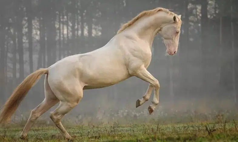 By time a horse reaches the age of 6 he's over 25 in human years