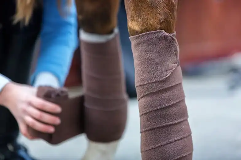 Protecting your horse's legs during exercise will help to reduce the risk of lameness