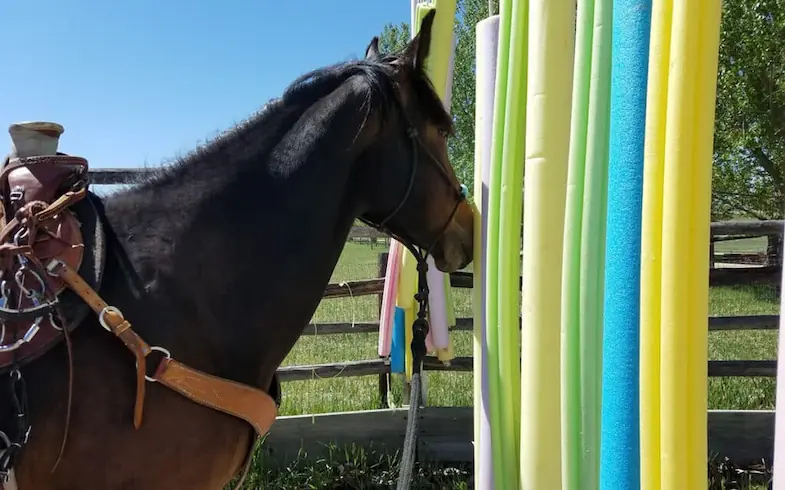Pool noodles can help to desensitise your horse