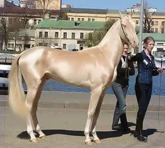 The most unusual horse breeds in the world - Akhal Teké