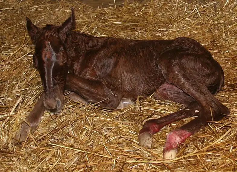 A typical foaling lasts around 20 minutes