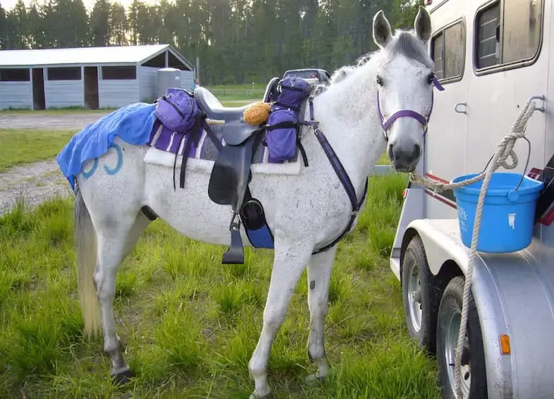 You should carry a first aid kit with you when horse riding away from the yard