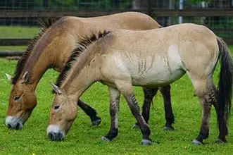 The most unusual horse breeds in the world - Przewalski's Horse