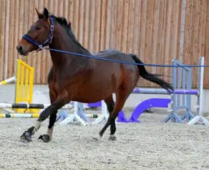 Use a long line when training your horse to load