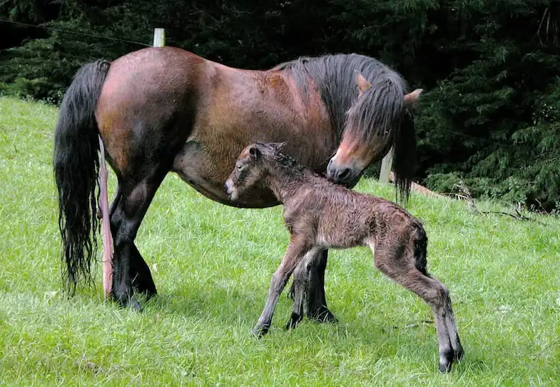 A new born foal will be able to stand very quickly