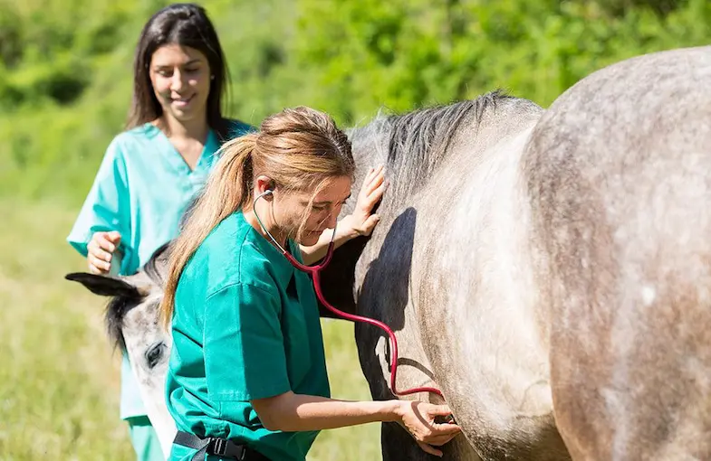 Your veterinarian may advise you to retire your horse or at least reduce their workload