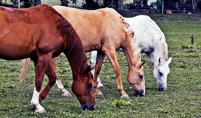 Giving young horses plenty of grazing will help to stop them chewing wood