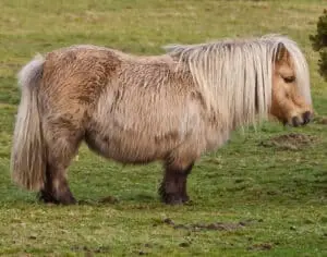 The Shetland Pony is ideal for young children