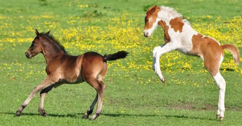 New born foals are full of energy