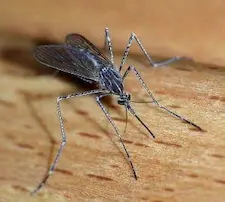 Mosquitoes can carry diseases that affect horses