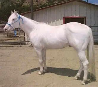 The most unusual horse breeds in the world - Camarillo White Horse