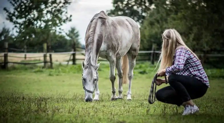 Understanding your horse will help you to know when something is wrong