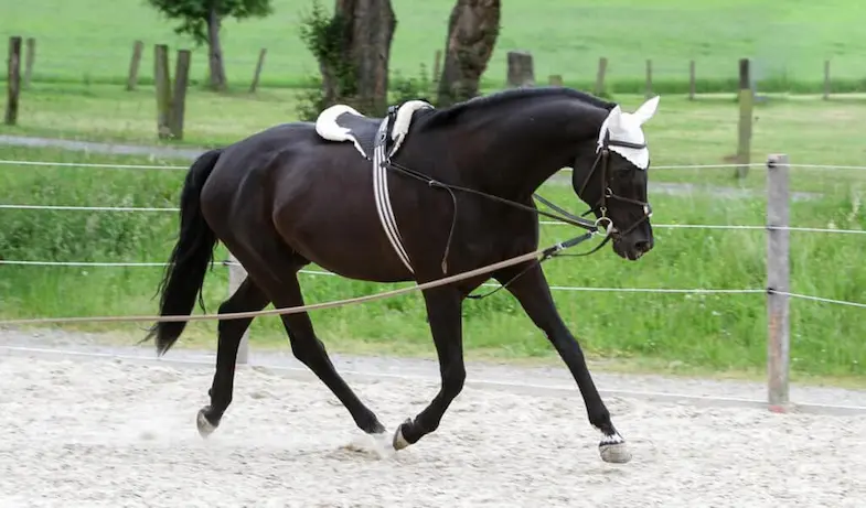 Groundwork exercises that help you improve your horse's suppleness and balance