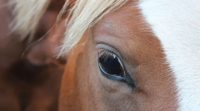 Horses can develop a cataract at any age
