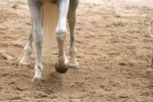 Horses can paw the ground when they'er frustrated 