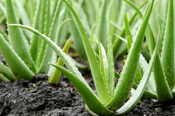 Aloe Vera can help to treat ulcers in horses