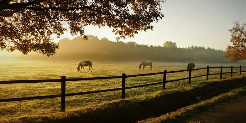 It can be great waking up in the morning, looking out of the window and seeing your horse grazing