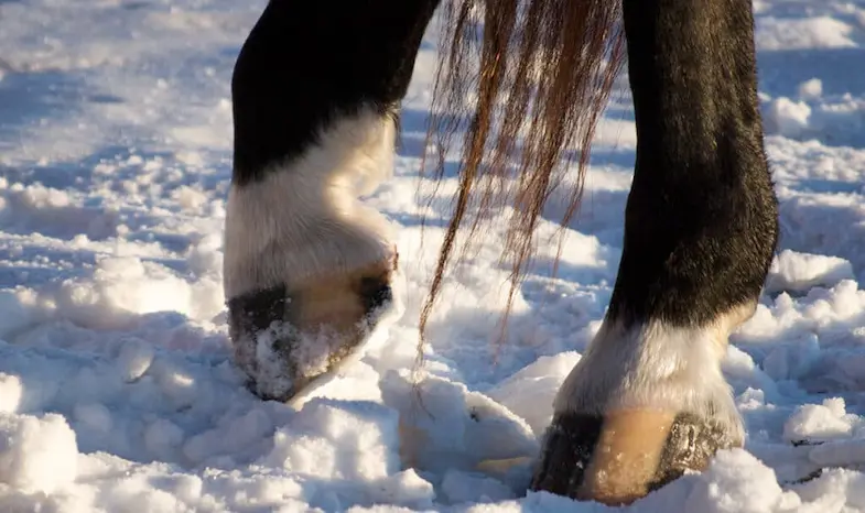 In the winter horses can paw the ground to clear snow from the grass
