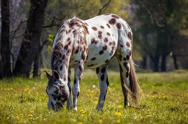 Horses that are prone to ulcers need to have plenty of grazing