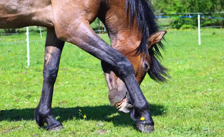 A broken leg can be disastrous for horses