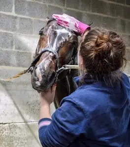 Washing your horse before a show will get their coat shiny