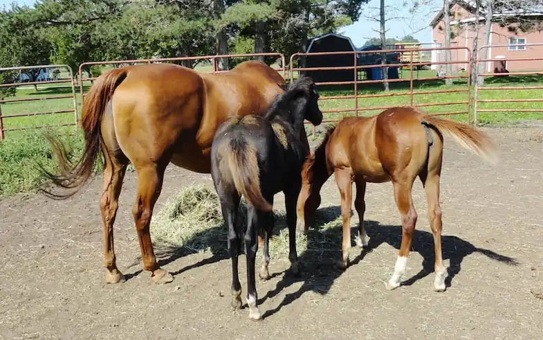 Horse twins can be a risky business, for the the mare and the foals