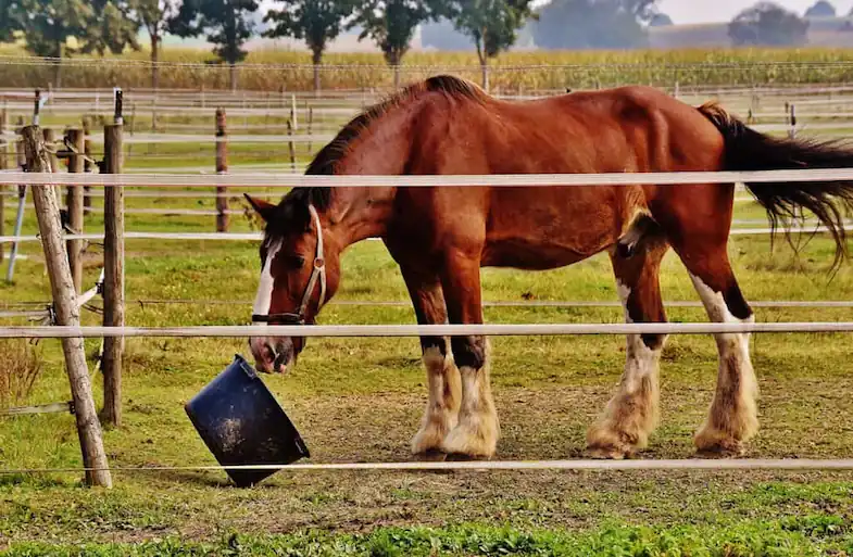 You can manage Equine Cushing's Disease with diet amongst other things