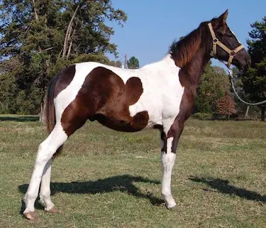 The Spotted Saddle Horse is one of the best breeds for trail riding