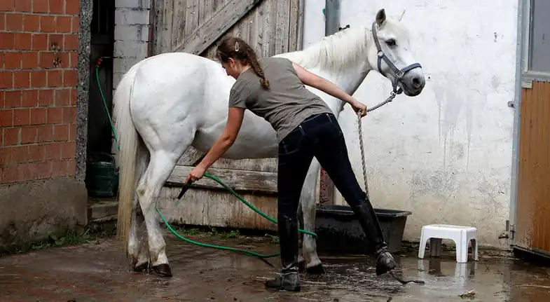 Volunteering at a horse yard will give you a great understanding in what's involved in owning a horse
