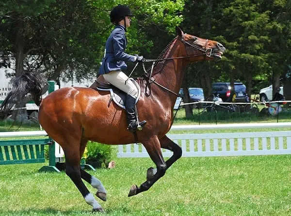 Improving your horse's confidence can help both of you