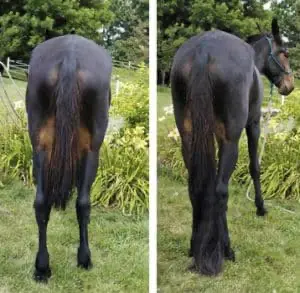 If your horse's tail is thin you can use extensions to make it thicker