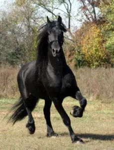 The Friesian is a kind and friendly horse that is said to have the personality of a dog