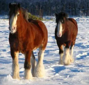 The Clydesdale horse is a gentle giant that's loved for its friendly disposition 
