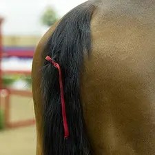 A red ribbon in a horse's tail means the horse may kick