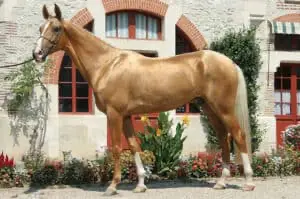 The Akhal Teke is a very loyal and friendly horse