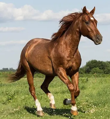 The Quarter Horse is one of the best breeds for trail riding