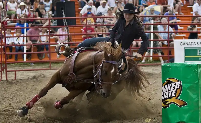 The best horse breeds for barrel racing