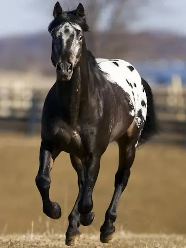 The Appaloosa is one of the best breeds for trail riding