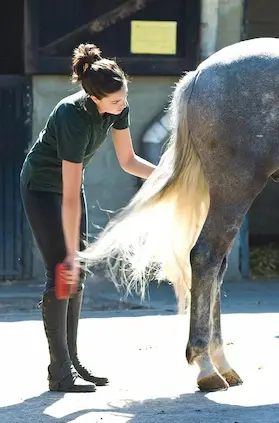 Be gentle with your horse's tail - the hair can break easily